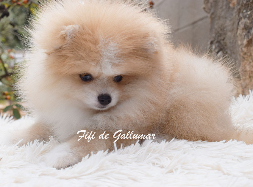 Cachorro de Pomerania miniatura de Gallumar criado en familia en Madrid